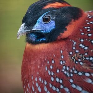 Temmincks Tragopan - 07/11/2010