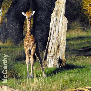 6 Day old Giraffe calf exploring her paddock