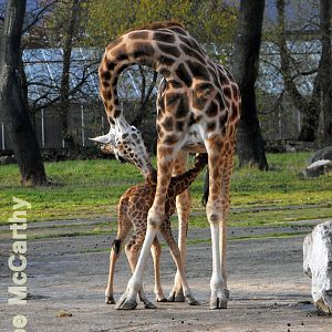 Calf suckling from mother Aoife