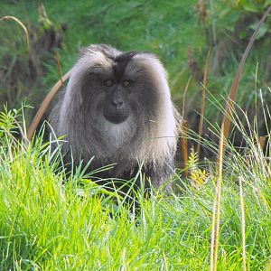 Lion Tailed Macaque Chester Zoo November 7th 2010