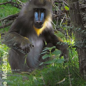 Mandril Chester Zoo November 2010
