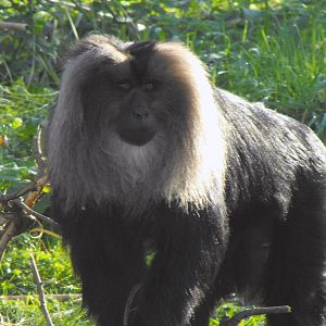 Lion Tailed Macaque Chester Zoo November 7th 2010
