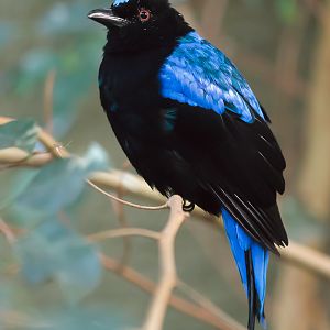 Asian Fairy Bluebird - 07/11/2010
