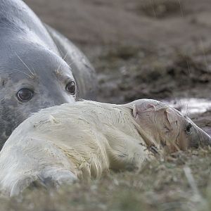 New born grey seal pup (1)