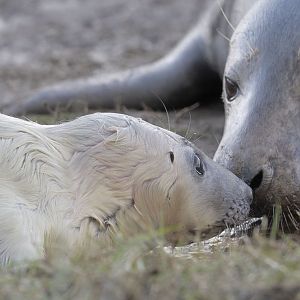 New born grey seal pup (2)