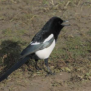 Scavenging magpie