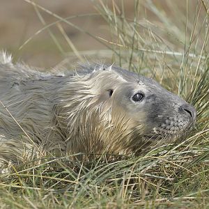 New born grey seal pup (3)