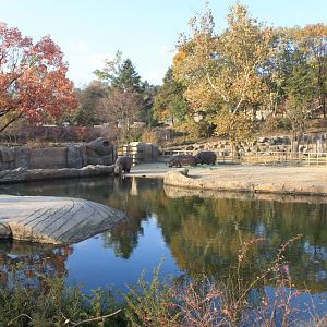 Seoul Zoo -  Hippopotamus Outdoor exhibit.