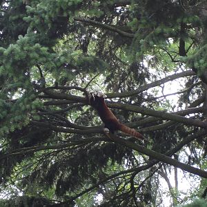 Red panda