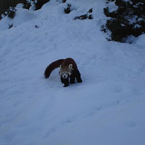 Red panda