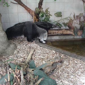 Giant Anteater