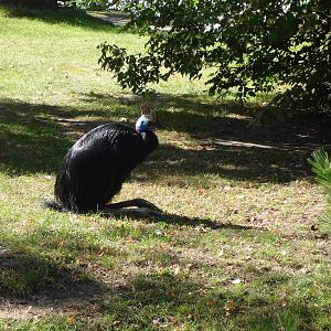 Southern Cassowary