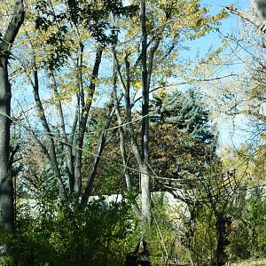 Gorilla's climbing material