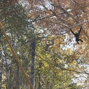Golden Checked Gibbon