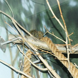 Pygmy Marmoset