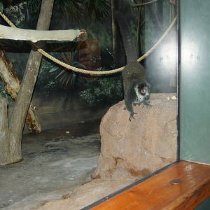 Mongoose Lemur