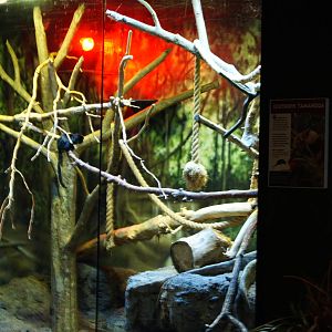 Tamandua and Goeldi's