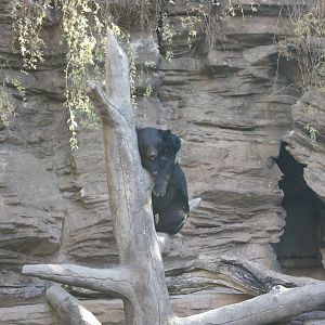 Asiatic Black Bear