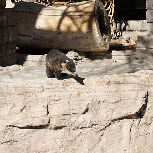 Coati - Maybe I should Jump