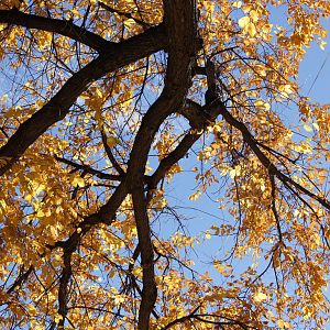 Monkey Island's Trees