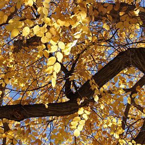 Monkey Island's Trees