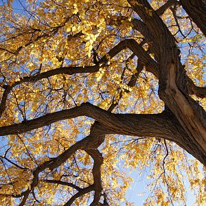 Monkey Island's Trees