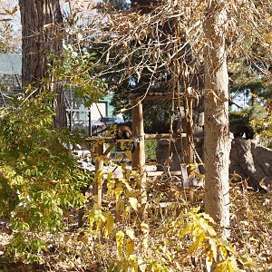 Capuchins on Monkey Island