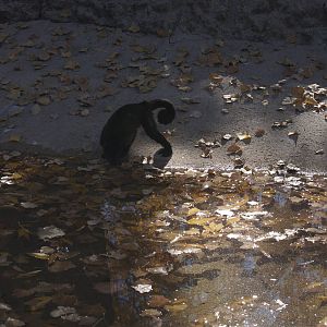 Capuchin Drinking Water From Leaf