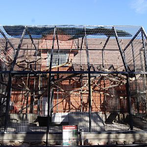 Winter Home For Capuchin