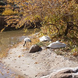 Demoiselle Crane and White Pelican