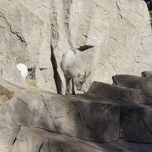 Young Dall's Sheep