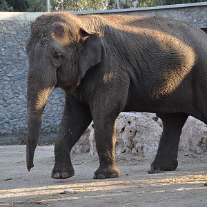 Asiatic elephant/ Elephas maximus