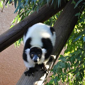 Black-and-white ruffed lemur/ Varecia variegata variegata