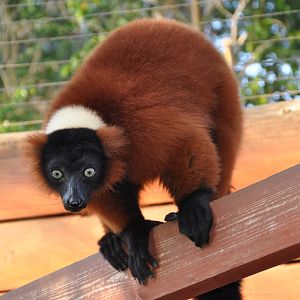 Ruffed lemur/ Varecia variegata rubra