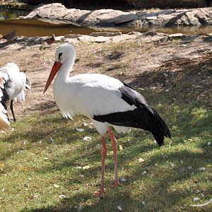 White stork/ Ciconia ciconia