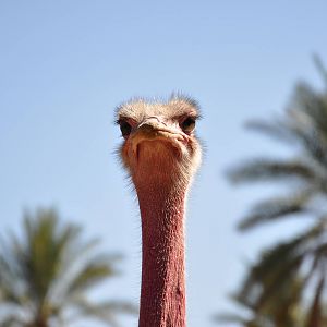 Red-necked ostrich/ Struthio camelus camelus