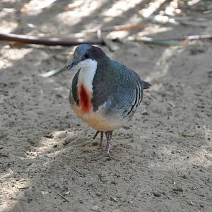 Bleeding heart pigeon/ Gallicolumba luzonica