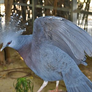 Victoria crowned pigeon/ Goura victoria