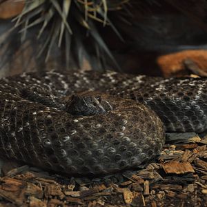 Western diamondback rattlesnake/ Crotalus atrox