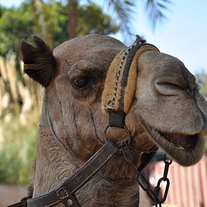 Dromedary/ Camelus dromedarius