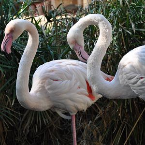 Greater flamingo/ Phoenicopterus ruber roseus
