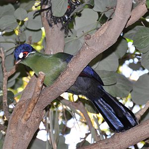Hartlaub`s turaco/ Tauraco hartlaubi