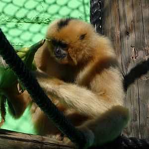 Buff-cheeked gibbon/ Nomascus gabriellae