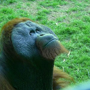 Orangutan/ Pongo pygmaeus