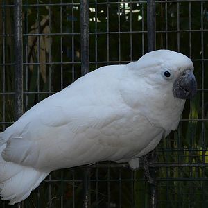White cockatoo/ Cacatua alba