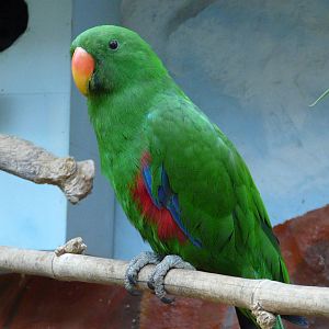 Eclectus parrot/ Eclectus roratus
