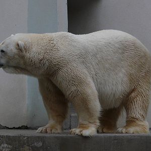 Polar bear/ Ursus maritimus