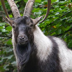 Cretan wild goat/ Capra hircus cretica