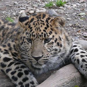 Amur leopard/ Panthera pardus orientalis