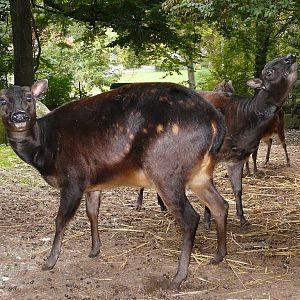 Alfred`s spotted deer/ Rusa alfredi